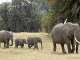 Born Free Charity, Kenya, September 2004 Photographic Poster Print by Mirrorpix, 48x36