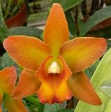 Blc. Cumberland Beauty 'Regal Jewels' HCC/AOS