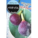 イチジク：パスティリエ[パスティー]5号ポット[秋果専用種][フランスイチジク][苗木]