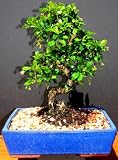 Large Imported Fukien Tea by Sheryls Shop