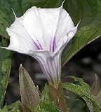 Oak Leaf Angels Trumpet 5 Seeds -Datura quercifolia-NEW