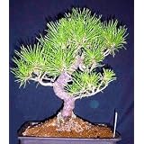 Japanese Black Pine 25 Seed/Seeds - Bonsai