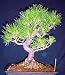 Japanese Black Pine 25 Seed/Seeds - Bonsai