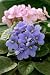 African Violets (saintpaulia) - 24