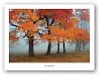 Burst of Colors by Olga Sergyeyeva 27"x18" Art Print Poster
