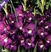 Outdoor Living : 10 Faro Gladiolus Bulbs - NEW! - Shipping begins 1/07