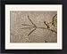 Framed Prints of Jlm-919 Sensitive Plant - After Touching from Ardea Wildlife Pets