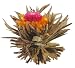 Primula 12-Pack Flowering Green Tea with Jasmine