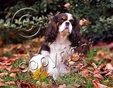 Cavalier King Charles Spaniel (Tricolor) Mouse Pad