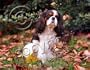 Cavalier King Charles Spaniel (Tricolor) Mouse Pad