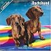 dachshund29 - Dachshund 2010 Wall Calendar 1003210