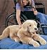 Golden Retriever Puppet [Toy] [Toy] [Toy]