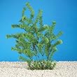 ASIAN AMBULIA - Realistic plastic aquarium plants ASIAN AMBULIA - Realistic plastic aquarium plants