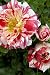 Star Ruby Micro Miniature Rose Bush - Fragrant/Hardy
