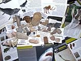 Fossils for Children - JANUARY CLEARANCE SALE - LOWEST EVER PRICE TO CLEAR - NEW HUGE 40pc Fossil COLLECTION - GENUINE Fossil Dinosaur bone, Trilobite, Ammonites. Woolly Mammoth and more - Set 3 of 5
