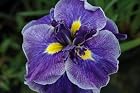 Iris Ensata Center of Attention-Center of Attention Japanese Iris- Pot size #1 gal.