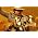 Thumbnail image of Neil Young