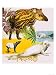 The Malayan Tapir and Atlantic Grey Seal Art Giclee Poster Print by Eric Tansley, 18x...
