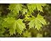 Photographic Prints of Norway maple, in flower from Ardea Wildlife Pets