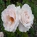 ROSE ETHEL-Ideal Mothers Day,Birthday,Plant & Flow