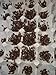 Dubia Roaches 1000 Small