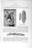 Tufted Planarian Dicyemid Natural History 1896 Print