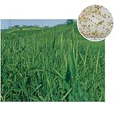 [寒地型グランドカバーの草タネ　春・秋まき　法面緑化・牧草用]チモシー（普通種） 1kg入り