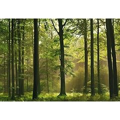 1art1 40585 Wälder - Herbst-Wald 8-teilig, Fototapete Poster-Tapete