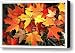 Sugar Maple Canvas Print / Canvas Art - Artist Margaret Hood