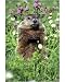 Photographic Print of Woodchuck from Ardea