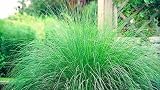 Wind Dancer Love Grass 15 Seeds - Eragrostis