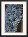 Framed Prints of Blue atlas cedar (Cedrus Glauca) from Science Photo Library
