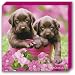 GB eye Ltd, Keith Kimberlin, Choc Dog, Kids Canvas (30x30cm)