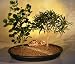 Bonsai Boy's Willow Leaf Ficus & Mistletoe Fig Bonsai Planting<br><i>(nerifolia/salicafolia/diversifolia)</i>