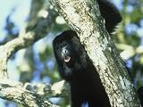 Howler Monkey, Alouatta Species, Belize, Central America Photographic Poster Print by Alan And Sandy Carey, 40x30