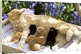 Box Canvas Print of Cat - ginger tabby with 6 kittens suckling from Ardea