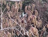 Japan-Erle - Alnus japonica - Samen