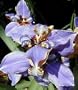 Blue Walking Iris Plant - Neomarica - Rare Houseplant