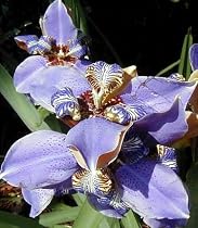 Blue Walking Iris Plant - Neomarica - Rare Houseplant