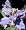Blue Walking Iris Plant - Neomarica - Rare Houseplant