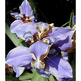 Blue Walking Iris Plant - Neomarica - Rare Houseplant