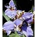 Blue Walking Iris Plant - Neomarica - Rare Houseplant