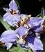 Blue Walking Iris Plant - Neomarica - Rare Houseplant