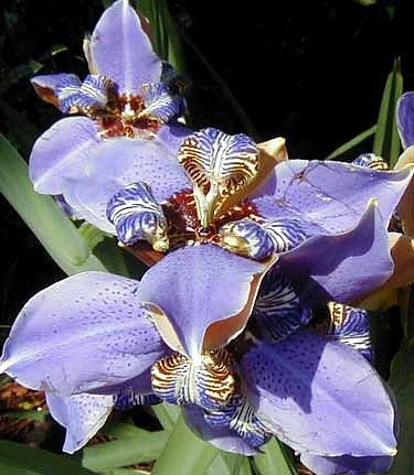 Blue Walking Iris