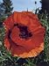 Close-Up of Oriental Poppy Flower (Papaver Orientale) Photographic Poster Print by D. Dagli Orti, 30x40