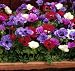 Anemone De Caen Bulbs (50 in pack) - EXTRA VALUE