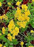 Basket of Gold Perennial Alyssum - 4 Plants - Aurinia
