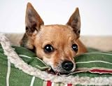 Dog in Bed - 36"W x 28"H - Peel and Stick Wall Decal by Wallmonkeys