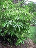 Chanel No.5 Perfume Tree 10 Seeds -Ylang Ylang- Cananga