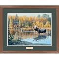 Loner-Moose Framed Print By Jim Kasper